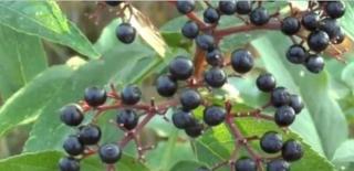 Caz teribil la Bacău. Un băieţel şi o fetiţă, ambii de 7 ani, au ajuns de urgenţă la spital, după ce au mâncat MĂTRĂGUNĂ, crezând că erau STRUGURI. Băiatul a murit