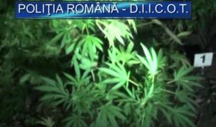 Noi informaţii despre poliţiştii cultivatori de canabis din Arad. Foloseau aparatură de ultimă generaţie pentru recolta lor! Imagini cu plantaţia