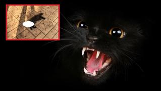 Magie neagră la Satu Mare. Au înlemnit de groază, după ce au găsit în faţa uşii o pisică neagră, decapitată. Mesajul era de la foştii socrii