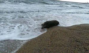 Descoperire INCREDIBILĂ pe o plajă din Constanţa! Oamenii au rămas UIMIŢI când au văzut animalul care plutea la mal!