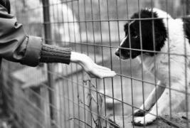 Legea protecţiei animalelor a fost adoptată! Pedepse de până la 7 ani de închisoare pentru cei care maltratează animale!