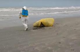 Imagini de groază la malul mării. Mai multe animale moarte, găsite pe plajă la Mamaia