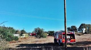 MOARTE GROAZNICĂ pentru un român de 56 de ani, în Portugalia. Bărbatul se urcase în vârful unui pin, să culeagă conuri