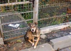 Un cățel dat afară de stăpân așteaptă flămând de câteva zile în fața porții să fie reprimit în casă