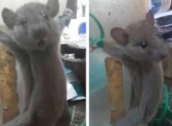 Un şoricel a fost legat de un borcan şi torturat cu un băţ de angajatul unui magazin - VIDEO INCREDIBIL