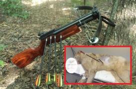 Cățelușul din Bistrița găsit cu două săgeți în corp și împușcat în cap A SUPRAVIEȚUIT. Impresionată, o familie din Germania vrea să-l adopte