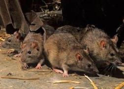 ŞOBOLANI mergând nestingheriţi într-o cofetărie din Brăila. Imaginile SCANDALOASE au stârnit o adevărată revoltă pe Facebook!