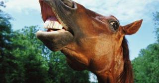 Lacrimi și durere în Vrancea, după ce un băiețel a fost ucis într-un mod HALUCINANT chiar de calul familiei. Lumea e îngrozită