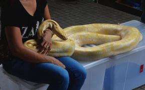 Femeie ţine în braţe un şarpe constrictor