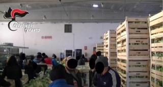 Muncitori români, sclavi în Italia. Oameni plătiţi cu 1 EURO pe oră, umiliţi şi ţinuţi în condiţii mizere. IMAGINI TERIFIANTE