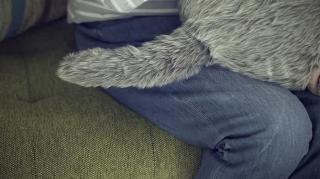 Pisica viitorului arată cu totul surprinzător