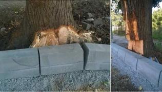 Femeia din Olt, care a publicat fotografiile cu teii seculari mutilați de autorități, PEDEPSITĂ crunt de primărie pentru că a făcut orașul de râs (VIDEO)