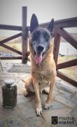 Jumătate de kilogram de DROGURI ascunse într-un borcan, în peretele unei case, găsite în Covasna, de un CÂINE polițist