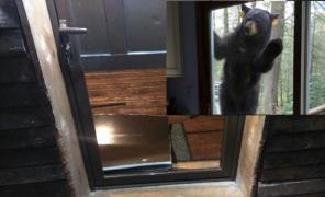 Ursul de la Postăvaru LOVEȘTE din nou! Animalul s-a întors la cabană, în această seară, a DISTRUS ușa și a fugit cu punga de zahăr şi o cutie cu bomboane (FOTO)