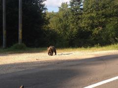 Weekend agitat la Bușteni: 11 urși au coborît în stațiune, iar jandarmii au intervenit