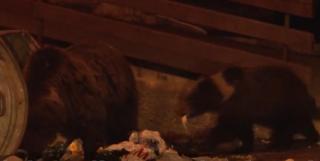 Un nou atac al urşilor, la Braşov! Trei animale au devastat gospodăria unui localnic din Fundata