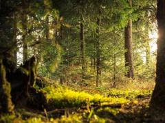 Ce suprafață ocupă PĂDURILE virgine din România? Greenpeace lansează un avertisment: "Din păcate, aceste întârzieri ..."