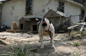 Poliţiştii din Brăila au mers la o sesizare şi au înlemnit de frică. Un tânăr avea în curte 46 de câini de luptă, deosebit de periculoşi, legaţi cu lanţuri groase de pomii din livadă