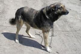 Tânăr din Tulcea, care a măcelărit cu bestialitate un câine legat în lanţ, cu sabia, condamnat la închisoare cu executare! Avem motivarea instanţei