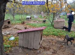 Percheziții cu mascați la un tânăr din Brăila care făcea trafic cu câini de luptă! Peste 40 de câini periculoși au fost confiscați