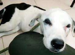 Un câine a murit de tristețe după ce a fost abandonat de stăpânul său pe un aeroport