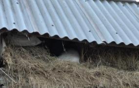 Caz dramatic în Neamț! O tânără de 26 de ani a fost găsită ÎNGHEȚATĂ în podul casei, unde se refugiase de teama tatălui (VIDEO)