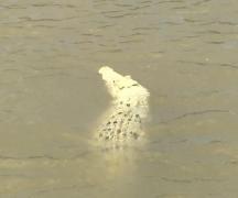 Crocodil mutant, descoperit în Australia. Un exemplar similar a fost împușcat în 2014, după ce a atacat și a ucis un om