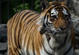 Teroare pe străzile Parisului! Un tigru care evadase, vânat şi ucis de angajaţii circului de unde a scăpat