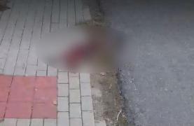 Abuz inimaginabil asupra unor câini şi pisici, în Prahova! Felul în care au fost descoperite bietele animalele este fără predecent (VIDEO ŞOCANT)