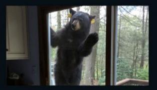 Alertă maximă la Braşov. Ursul care a intrat în cabana Postăvaru, plină cu turiști, distrugând ușa de la intrare, a revenit!