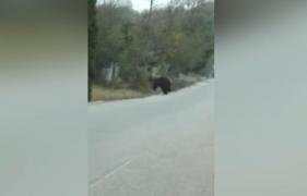 IMAGINI incredibile în Dâmbovița! Un urs, surprins pe stradă în plină zi, este fugărit cu mașina (VIDEO)