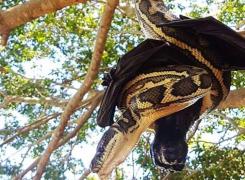 Luptă pe viaţă şi pe moarte între un şarpe şi un liliac! Cine crezi că va câştiga - VIDEO