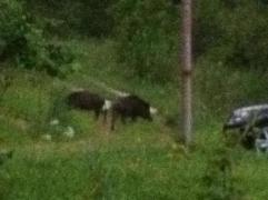 Zece mistreţi au băgat sperieţi turiştii de la Sinaia! Animalele au coborât pe străzile oraşului, după hrană! IMAGINI