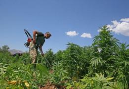 O cultură de canabis a fost descoperită pe un teren viran, în Harghita. Mai mulţi tineri drogaţi, cercetaţi pentru trafic