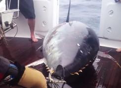 Cum arată tonul de peste 400 de kilograme și care costă peste 2 milioane de dolari (Video)