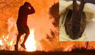 Viral! Cine este tânărul care și-a riscat viața pentru a salva un iepure din flăcări, în California (Video)