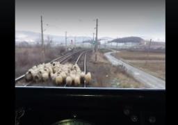 O turmă de oi a blocat duminică un tren de călători, în apropiere de Deva. Mecanicul a reuşit să evite dezastrul (video)