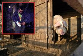 Mihăiță din Vaslui a ajuns la Urgențe, încercând să taie porcul. Animalul s-a răzbunat pe tânărul beat și furios, rănindu-l serios