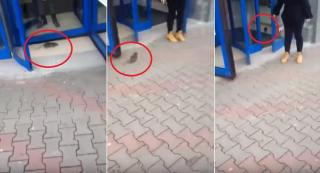 Gest stupefiant al unei femei din Bistriţa. A ţinut deschisă uşa unui centru comercial, ca să intre un şobolan (Video)