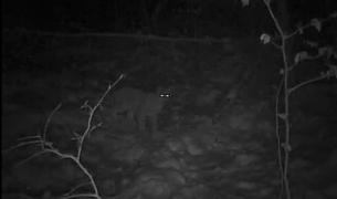 Un animal foarte rar văzut în România a fost filmat la vânătoare, în pădurile din Neamţ