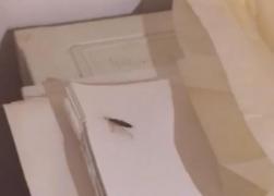 Patiserie din Constanţa, închisă din cauza neregulilor. Gândacii se plimbau pe mese, iar coca era ţinută lângă hainele de stradă ale angajaţilor (Foto)