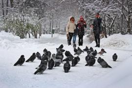 Capitala, ameninţată de GRIPA AVIARĂ! Firea: Am activat unitatea locală de sprijin pentru combaterea răspândirii cazurilor