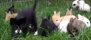 Îţi creşte glicemia de dulci ce sunt! Joacă pe cinste între pisicuţe şi pui de iepure, aşa cum nu credeai ca se pot înţelege!