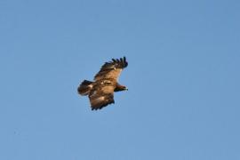 Primăvara e aproape: Arlie, acvila ţipătoare mică, echipată cu un emiţător satelitar, şi-a început migraţia spre România