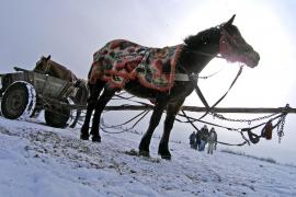 Toate căruţele care vor circula prin oraş vor fi CONFISCATE! Vezi ce primărie a luat această măsură