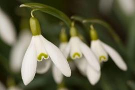 VINE PRIMĂVARA? Cum va fi VREMEA în 1 Martie. Prognoza meteo pentru această săptămână