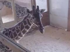 Faceţi cunoştinţă cu April, girafa care a devenit VIRALĂ pe internet. Milioane de internauţi sunt cu ochii pe ea (VIDEO)