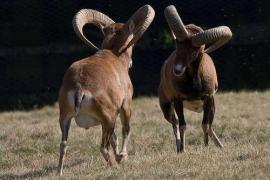 Specia rară adusă la noi chiar de Nicolae Ceauşescu, comoara vânătorilor. Unde se mai găsesc azi mufloni europeni
