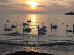 Constanţa, sub ameninţarea gripei aviare. Aproape 300 de cazuri suspecte, după ce zeci de păsări sălbatice au fost găsite moarte