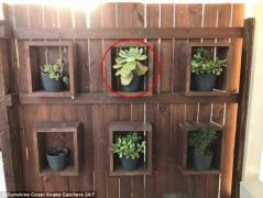 Pare o fotografie normală, însă după o privire mai atentă vei simţi FIORI RECI! E ÎNSPĂIMÂNTĂTOR ce se ascunde în spatele unei plante